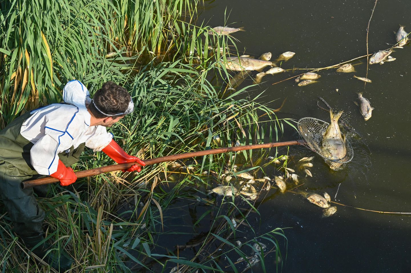 Mitarbeiter vom Nationalpark Unteres Odertal, Ranger der Naturwacht Brandenburg, Mitarbeiter vom Landkreis Uckermark und freiwillige Helfer sammeln tote Fische im Gebiet des Nationalparks Unteres Odertal ein