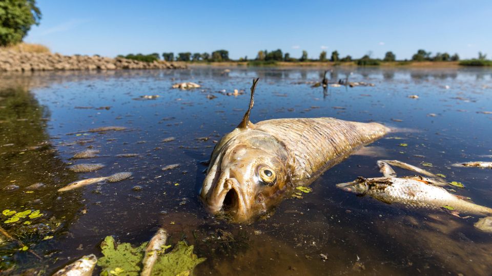 FAQ: in verendeter Döbel und andere tote Fische schwimmen in der Oder bei Brieskow-Finkenheerd. In der Oder ist es zu einem massiven Fischsterben gekommen. Behörden in Brandenburg warnen davor, das Flusswasser zu nutzen oder in Kontakt damit zu kommen in verendeter Döbel und andere tote Fische schwimmen in der Oder bei Brieskow-Finkenheerd. In der Oder ist es zu einem massiven Fischsterben gekommen. Behörden in Brandenburg warnen davor, das Flusswasser zu nutzen oder in Kontakt damit zu kommen