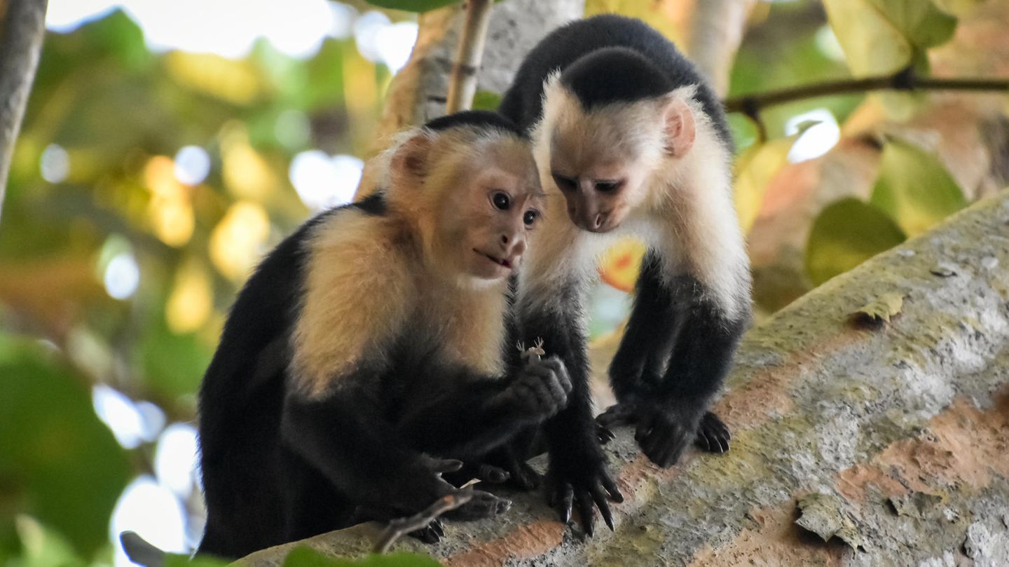 Gemeinsam stärker: Gemeinsame Jagd und Nahrungsaufnahme gehören auch zu den Interaktionen, die Lebenserwartung von weiblichen Weißschulter-Kapuzineräffchen verlängern können Gemeinsame Jagd und Nahrungsaufnahme gehören auch zu den Interaktionen, die Lebenserwartung von weiblichen Weißschulter-Kapuzineräffchen verlängern können
