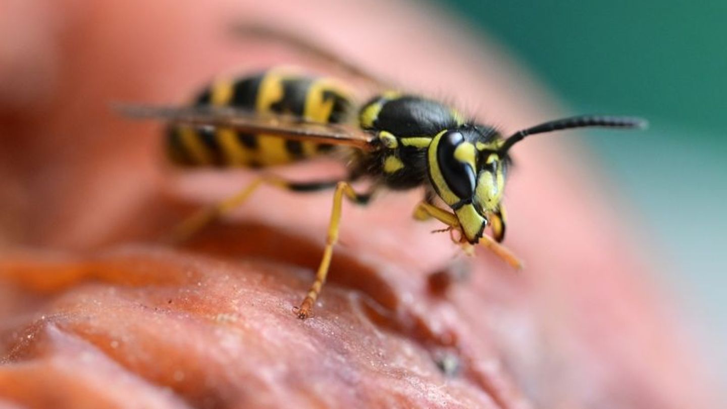 Wespen kommen gerne an den Tisch. Vor allem, wenn es interessant duftet