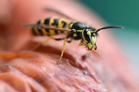 Wespen kommen gerne an den Tisch. Vor allem, wenn es interessant duftet
