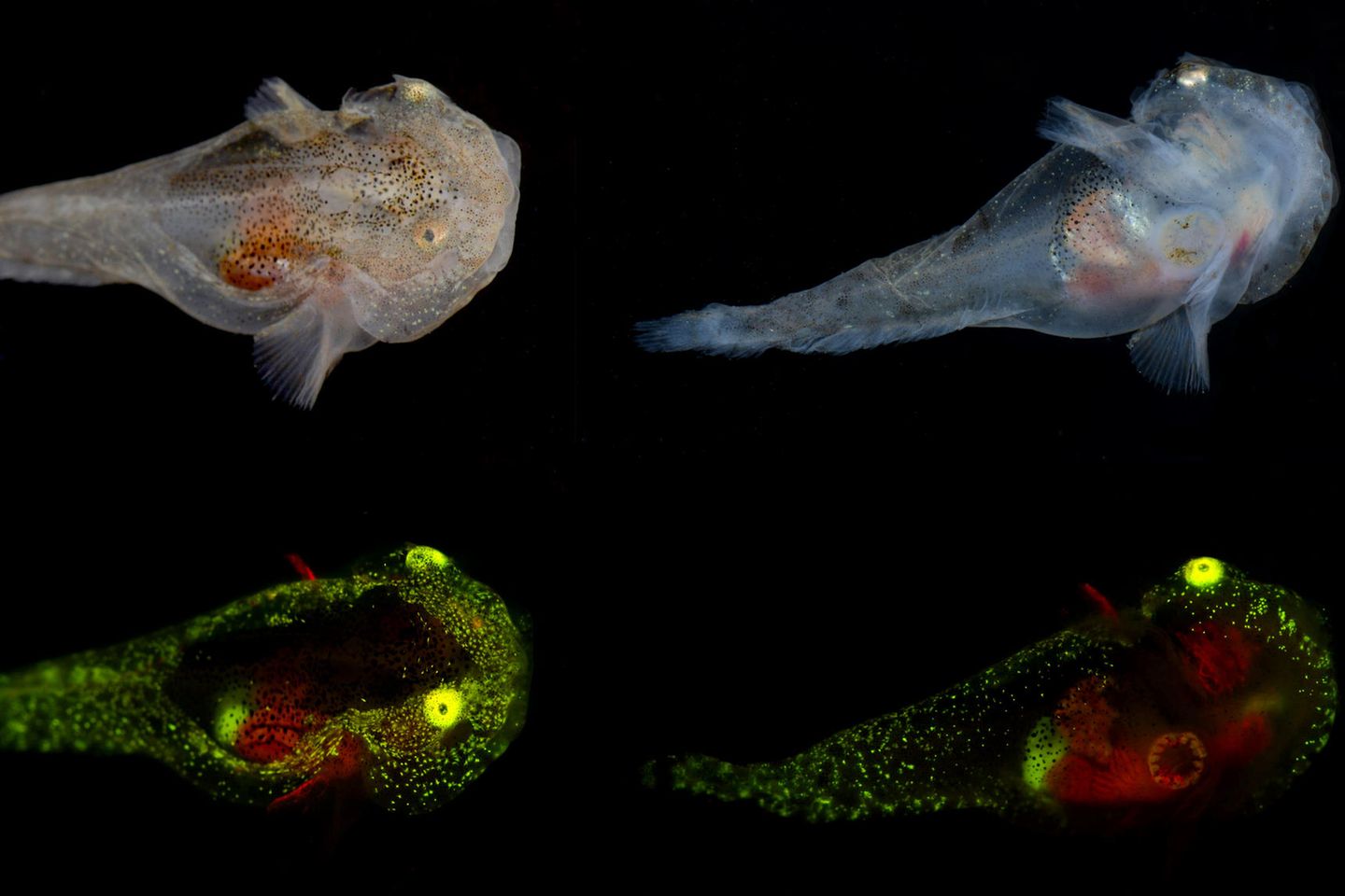 Exemplare der Fischart Liparis gibbus. Aufgenommen unter Weißlicht- (oben) und unter Fluoreszenzlichtbedingungen (unten)
