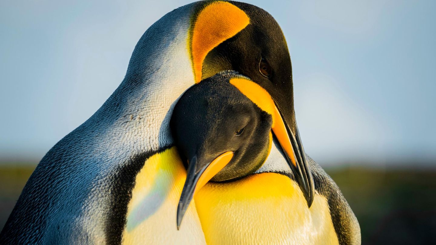 Pinguine auf den Falklandinseln Pinguine auf den Falklandinseln