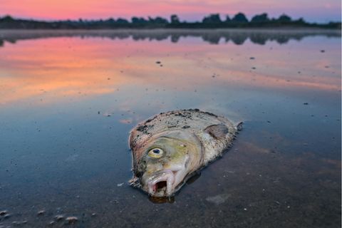 Ein toter Blei liegt am frühen Morgen im flachen Wasser vom deutsch-polnischen Grenzfluss Oder. Seit mehren Tagen beschäftigt das massive Fischsterben im Fluss Oder die Behörden und Anwohner des Flusses in Deutschland und Polen