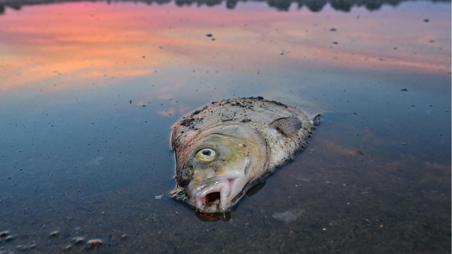 Ein toter Blei liegt am frühen Morgen im flachen Wasser vom deutsch-polnischen Grenzfluss Oder. Seit mehren Tagen beschäftigt das massive Fischsterben im Fluss Oder die Behörden und Anwohner des Flusses in Deutschland und Polen