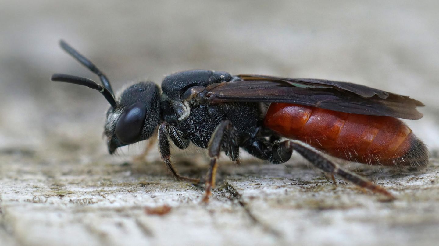 Nicht alle Bienen sind so freundlich und fleißig, wie ihr Image uns glauben lässt: Es gibt auch Arten (unser Foto zeigt eine Blutbiene), die andere Bienen ausnutzen. Ganze 135 Spezies sparen sich den kräftezehrenden Nestbau und das Pollensammeln für den Nachwuchs – und legen ihre Eier in die Nester anderer Wildbienen. Man nennt sie wegen dieser zweifelhaft anmutenden Strategie auch Kuckucksbienen.