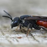 Nicht alle Bienen sind so freundlich und fleißig, wie ihr Image uns glauben lässt: Es gibt auch Arten (unser Foto zeigt eine Blutbiene), die andere Bienen ausnutzen. Ganze 135 Spezies sparen sich den kräftezehrenden Nestbau und das Pollensammeln für den Nachwuchs – und legen ihre Eier in die Nester anderer Wildbienen. Man nennt sie wegen dieser zweifelhaft anmutenden Strategie auch Kuckucksbienen.