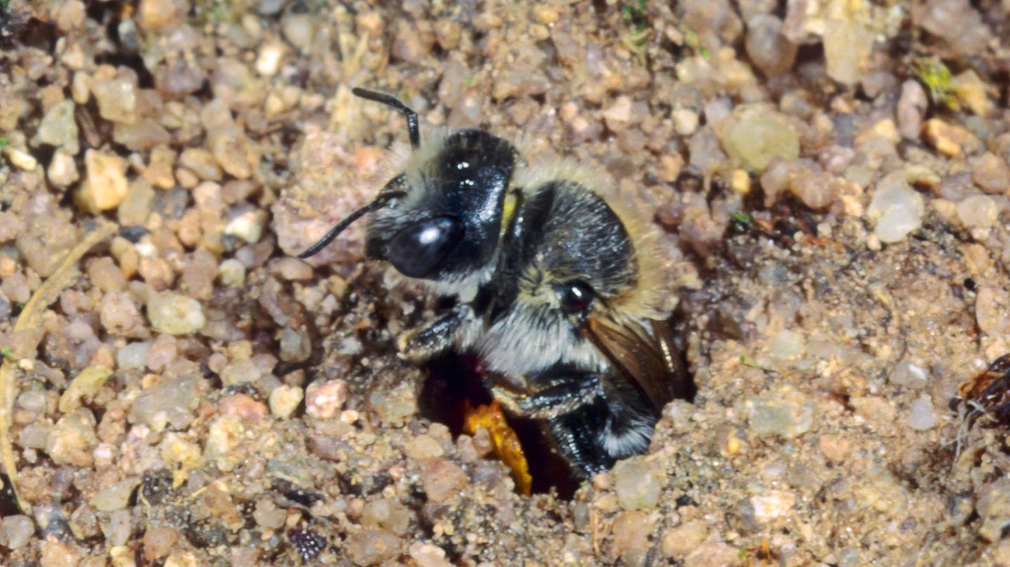 Tapete aus Blütenblättern Auch bei der Brutpflege unterscheiden sich Wildbienen-Spezies gewaltig. Während Honigbienen ihren Nachwuchs in selbst gebauten, wächsernen Waben heranziehen, tapeziert die Mohn-Mauerbiene jede einzelne ihrer Brutröhren im sandigen Boden mit Blütenblättern. Auch Blattschneiderbienen verwenden Teile von Blättern, um ihre Nester auszukleiden.