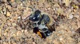Auch bei der Brutpflege unterscheiden sich Wildbienen-Spezies gewaltig. Während Honigbienen ihren Nachwuchs in selbst gebauten, wächsernen Waben heranziehen, tapeziert die Mohn-Mauerbiene jede einzelne ihrer Brutröhren im sandigen Boden mit Blütenblättern. Auch Blattschneiderbienen verwenden Teile von Blättern, um ihre Nester auszukleiden.