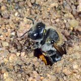 Auch bei der Brutpflege unterscheiden sich Wildbienen-Spezies gewaltig. Während Honigbienen ihren Nachwuchs in selbst gebauten, wächsernen Waben heranziehen, tapeziert die Mohn-Mauerbiene jede einzelne ihrer Brutröhren im sandigen Boden mit Blütenblättern. Auch Blattschneiderbienen verwenden Teile von Blättern, um ihre Nester auszukleiden.