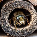 Die meisten Wildbienen der mehr als 560 in Deutschland vorkommenden Arten leben nicht in Staaten, wie die Honigbiene – sondern machen ihr eigenes Ding. Die Weibchen der sogenannten Solitär- oder Einsiedlerbienen bauen ihre Nester allein und versorgen die Brutzelle ohne die Hilfe von Artgenossen.