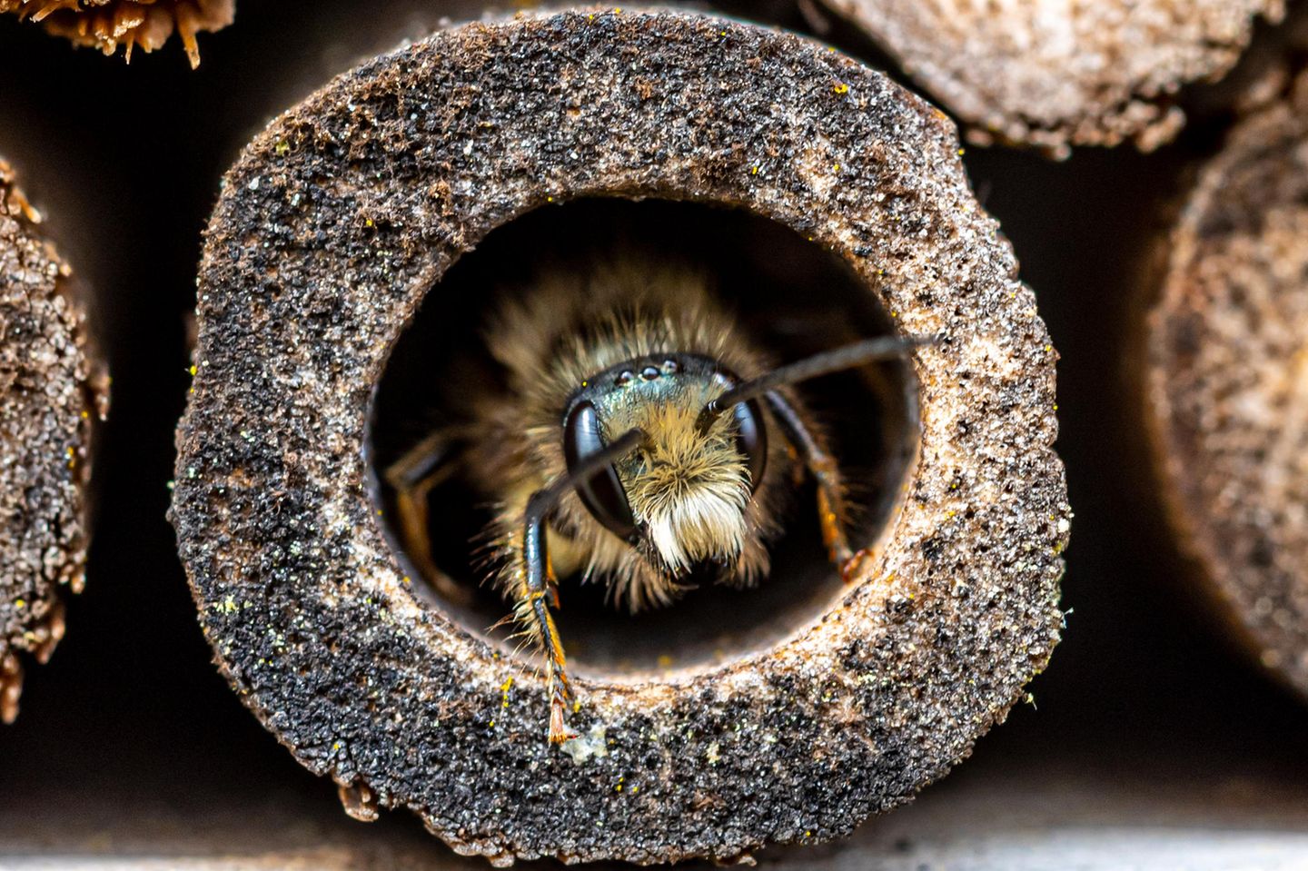 Die meisten Wildbienen der mehr als 560 in Deutschland vorkommenden Arten leben nicht in Staaten, wie die Honigbiene – sondern machen ihr eigenes Ding. Die Weibchen der sogenannten Solitär- oder Einsiedlerbienen bauen ihre Nester allein und versorgen die Brutzelle ohne die Hilfe von Artgenossen.