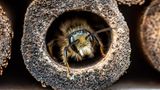 Die meisten Wildbienen der mehr als 560 in Deutschland vorkommenden Arten leben nicht in Staaten, wie die Honigbiene – sondern machen ihr eigenes Ding. Die Weibchen der sogenannten Solitär- oder Einsiedlerbienen bauen ihre Nester allein und versorgen die Brutzelle ohne die Hilfe von Artgenossen.