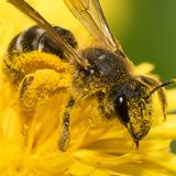 Kein Wunder, dass Wildbienen so emsig Nektar und Pollen sammeln: Sie leben nur etwa vier bis sechs Wochen lang. Doch in dieser kurzen Zeit gelingt es den Weibchen, bis zu 30 Brutzellen anzulegen und einen Vorrat an Pollen und befruchtete Eier hineinzulegen.