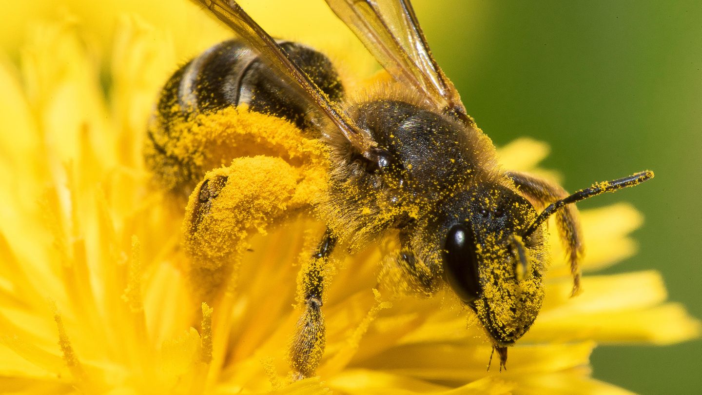 Kein Wunder, dass Wildbienen so emsig Nektar und Pollen sammeln: Sie leben nur etwa vier bis sechs Wochen lang. Doch in dieser kurzen Zeit gelingt es den Weibchen, bis zu 30 Brutzellen anzulegen und einen Vorrat an Pollen und befruchtete Eier hineinzulegen.