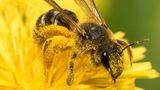 Kein Wunder, dass Wildbienen so emsig Nektar und Pollen sammeln: Sie leben nur etwa vier bis sechs Wochen lang. Doch in dieser kurzen Zeit gelingt es den Weibchen, bis zu 30 Brutzellen anzulegen und einen Vorrat an Pollen und befruchtete Eier hineinzulegen.