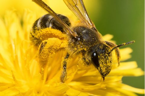 Kein Wunder, dass Wildbienen so emsig Nektar und Pollen sammeln: Sie leben nur etwa vier bis sechs Wochen lang. Doch in dieser kurzen Zeit gelingt es den Weibchen, bis zu 30 Brutzellen anzulegen und einen Vorrat an Pollen und befruchtete Eier hineinzulegen.