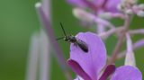 Wer im Garten nach Bienen sucht, muss auch auf sehr kleine Flieger achten: Die kleinste heimische Wildbiene, die Winzige Schmalbiene (im Bild: die Schmalbiene Lasioglossum malachurum), misst nur etwa drei bis vier Millimeter. Kaum zu glauben, dass sie mit der Blauen Holzbiene, einem stattlichen Brummer von immerhin drei Zentimetern, zur selben Insektengruppe gehört.