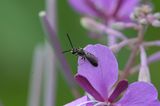 Wer im Garten nach Bienen sucht, muss auch auf sehr kleine Flieger achten: Die kleinste heimische Wildbiene, die Winzige Schmalbiene (im Bild: die Schmalbiene Lasioglossum malachurum), misst nur etwa drei bis vier Millimeter. Kaum zu glauben, dass sie mit der Blauen Holzbiene, einem stattlichen Brummer von immerhin drei Zentimetern, zur selben Insektengruppe gehört.