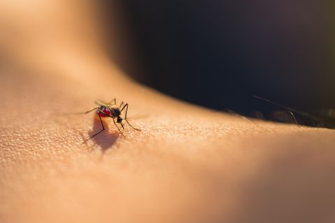 Nahaufnahme einer Mücke auf einem Menschen