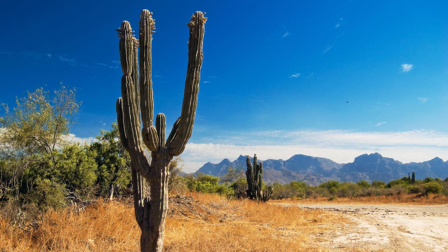 Baja California – der Kakteengarten Mexikos Im Vordergrund ist ein Kaktus, im Hintergrund sind Berge