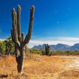 Im Vordergrund ist ein Kaktus, im Hintergrund sind Berge
