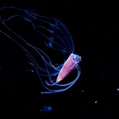Ein Fisch schwimmt durch die Tiefsee bei Izu in Japan