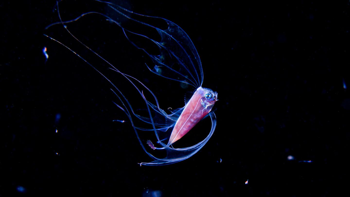 Ein Fisch schwimmt durch die Tiefsee bei Izu in Japan