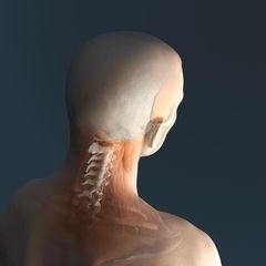 Viele Menschen halten einen schmer­zenden Nacken für den Auslöser von Kopfschmerzen. Tatsächlich ist es andersherum: Spannungskopfschmerz verursacht vielfach Nackenverspannung