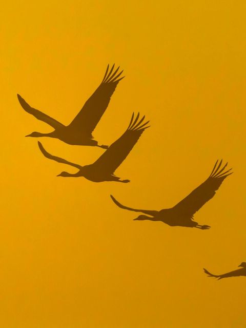 Kraniche ziehen vom schwedischen Västergötland in Richtung ihrer Winterquartiere in Frankreich und Spanien. Durch die steigenden Temperaturen verkürzten sich ihre Zugwege in den vergangenen Jahren bereits