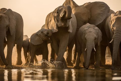 Wo es in der afrikanischen Savanne Wasser gibt, sind Elefantenherden oft nicht fern