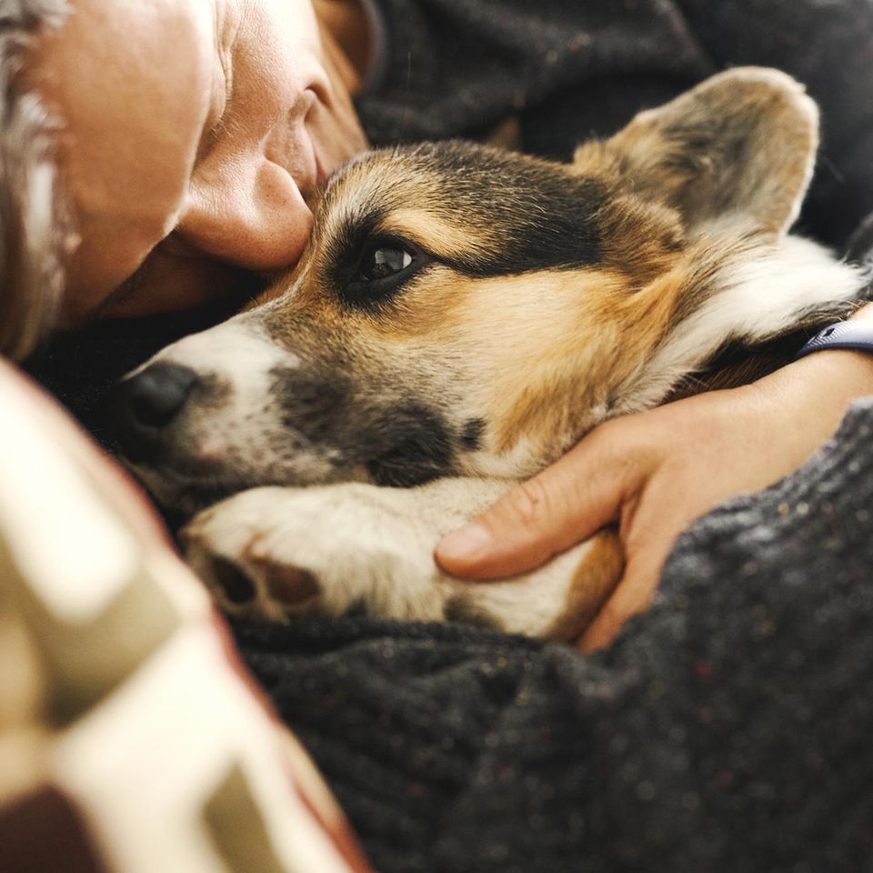 Ein Hund liegt in den Armen eines Mannes