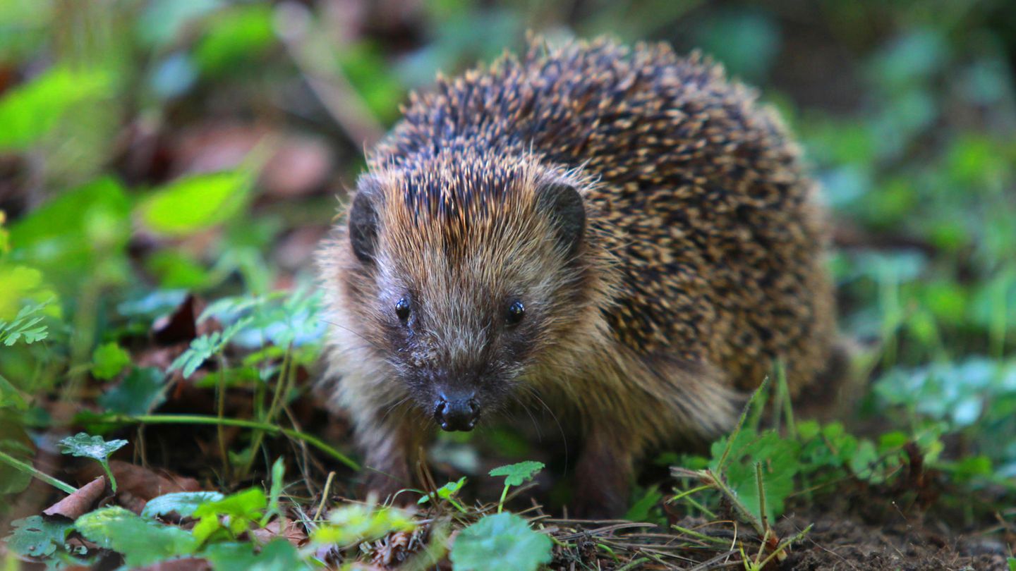Igel finden derzeit wegen der Trockenheit nur wenig Nahrung. Ihre Lieblingsspeise sind Regenwürmer. Doch die haben sich in tiefere, feuchte Bodenschichten zurückgezogen