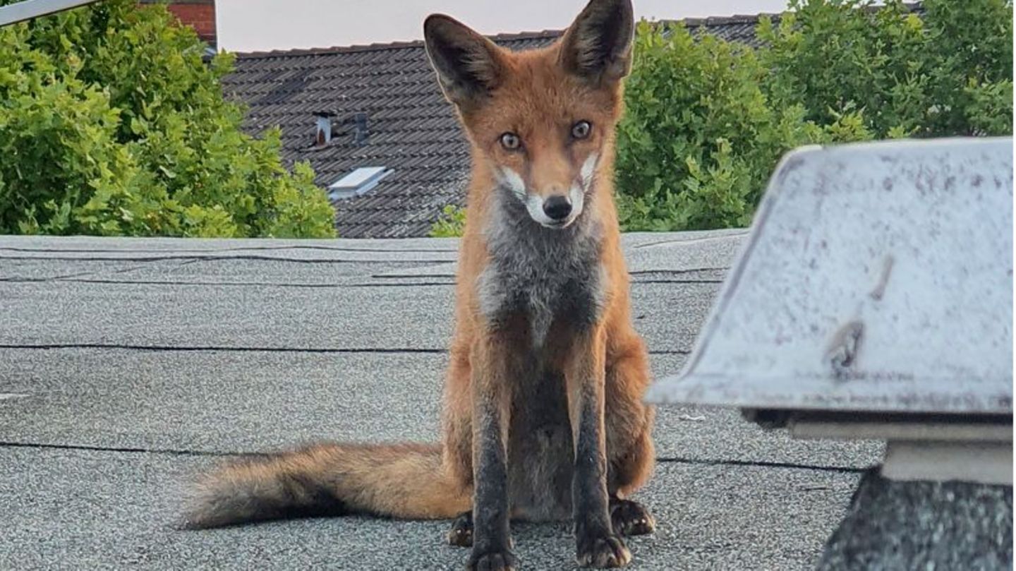 Ein junger Fuchs sitzt auf einem Dach in Berlin-Charlottenburg