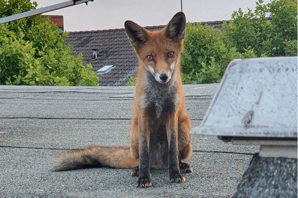 Ein junger Fuchs sitzt auf einem Dach in Berlin-Charlottenburg