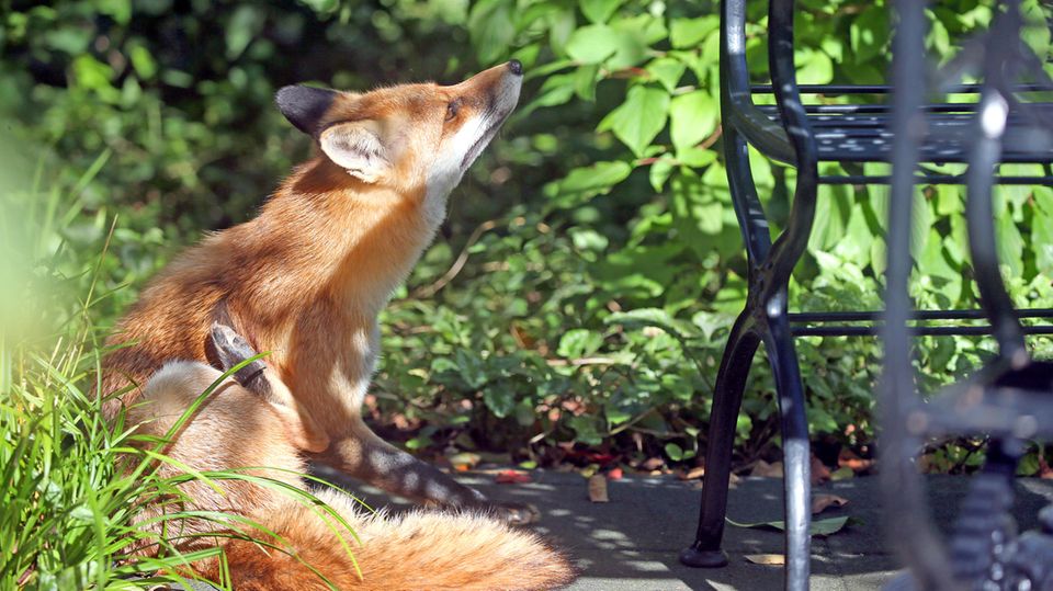 Wildtiere: Berlin: Theo, der Rotfuchs auf dem Anwesen des Schlosses Bellevue sitzt im Gebüsch des Amtssitzes des Bundespräsidenten und genießt die Herbstsonne Berlin: Theo, der Rotfuchs auf dem Anwesen des Schlosses Bellevue sitzt im Gebüsch des Amtssitzes des Bundespräsidenten und genießt die Herbstsonne