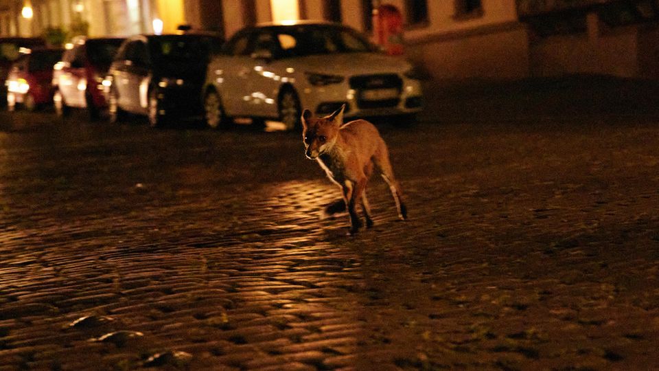 Wildtiere: Ein Fuchs streunt nachts durch den Bergmannkiez in Berlin Ein Fuchs streunt nachts durch den Bergmannkiez in Berlin