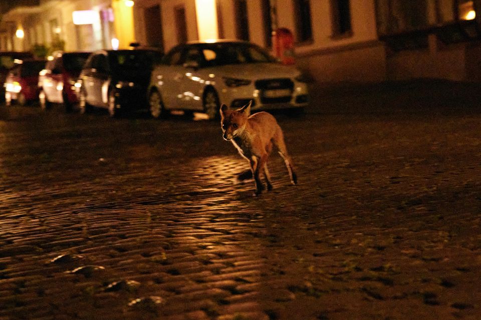 Ein Fuchs streunt nachts durch den Bergmannkiez in Berlin