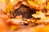 Ein Igel lugt aus einem Haufen Laub hervor