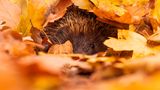 Ein Igel lugt aus einem Haufen Laub hervor