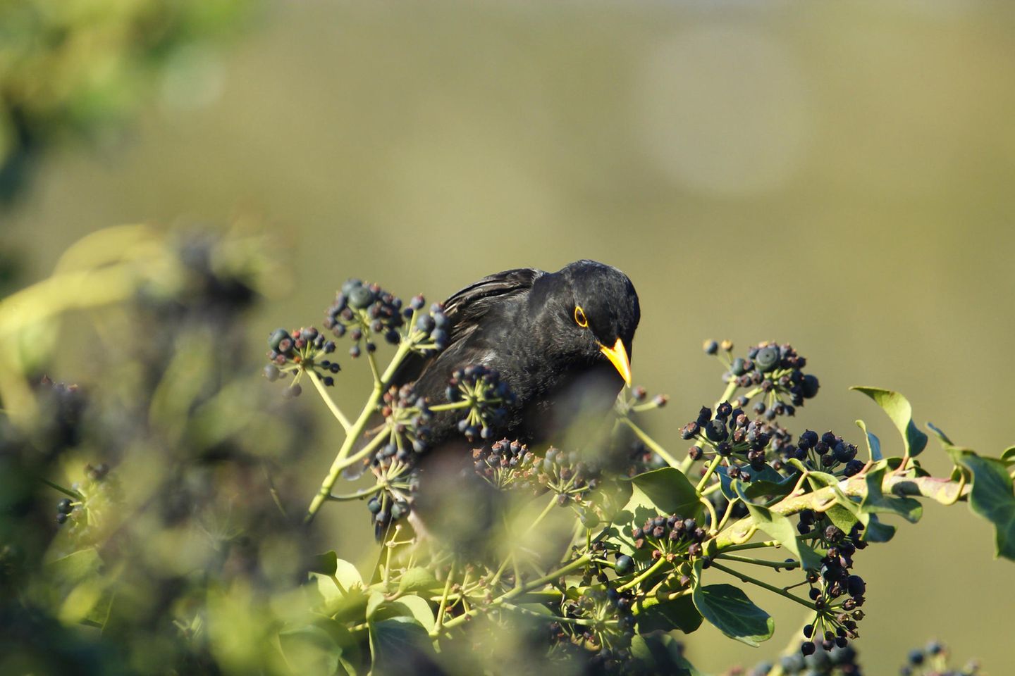 Ein Vogel auf einer Efeu-Planze mit Beeren