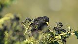 Ein Vogel auf einer Efeu-Planze mit Beeren