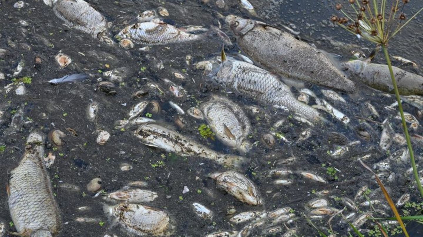 Viele tote Fische treiben im Wasser des deutsch-polnischen Grenzflusses Oder