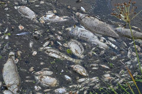 Viele tote Fische treiben im Wasser des deutsch-polnischen Grenzflusses Oder
