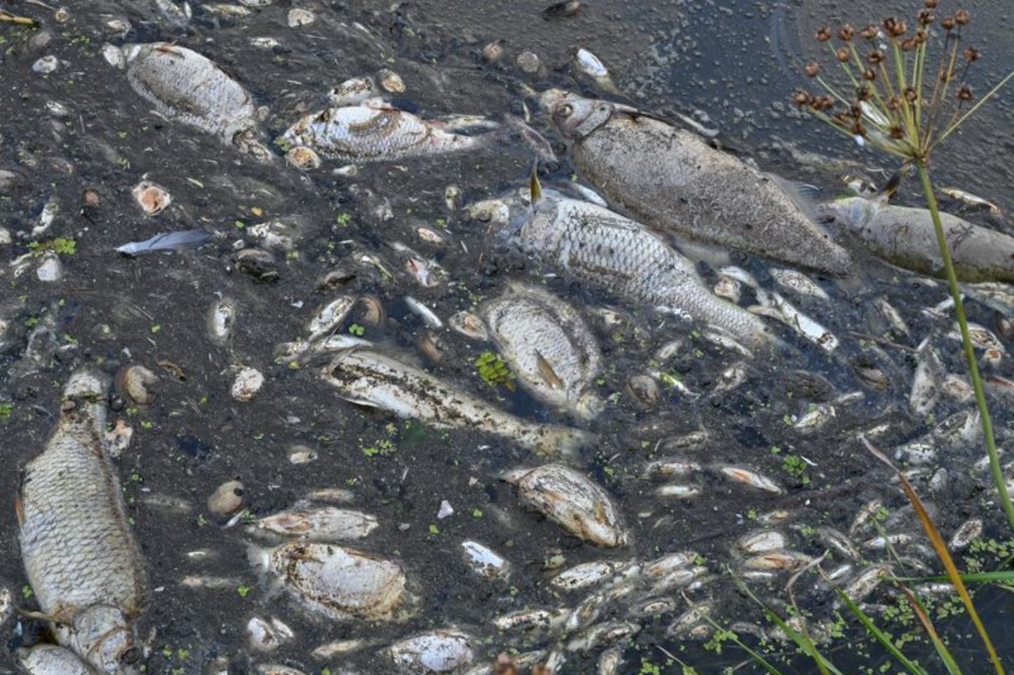 Viele tote Fische treiben im Wasser des deutsch-polnischen Grenzflusses Oder