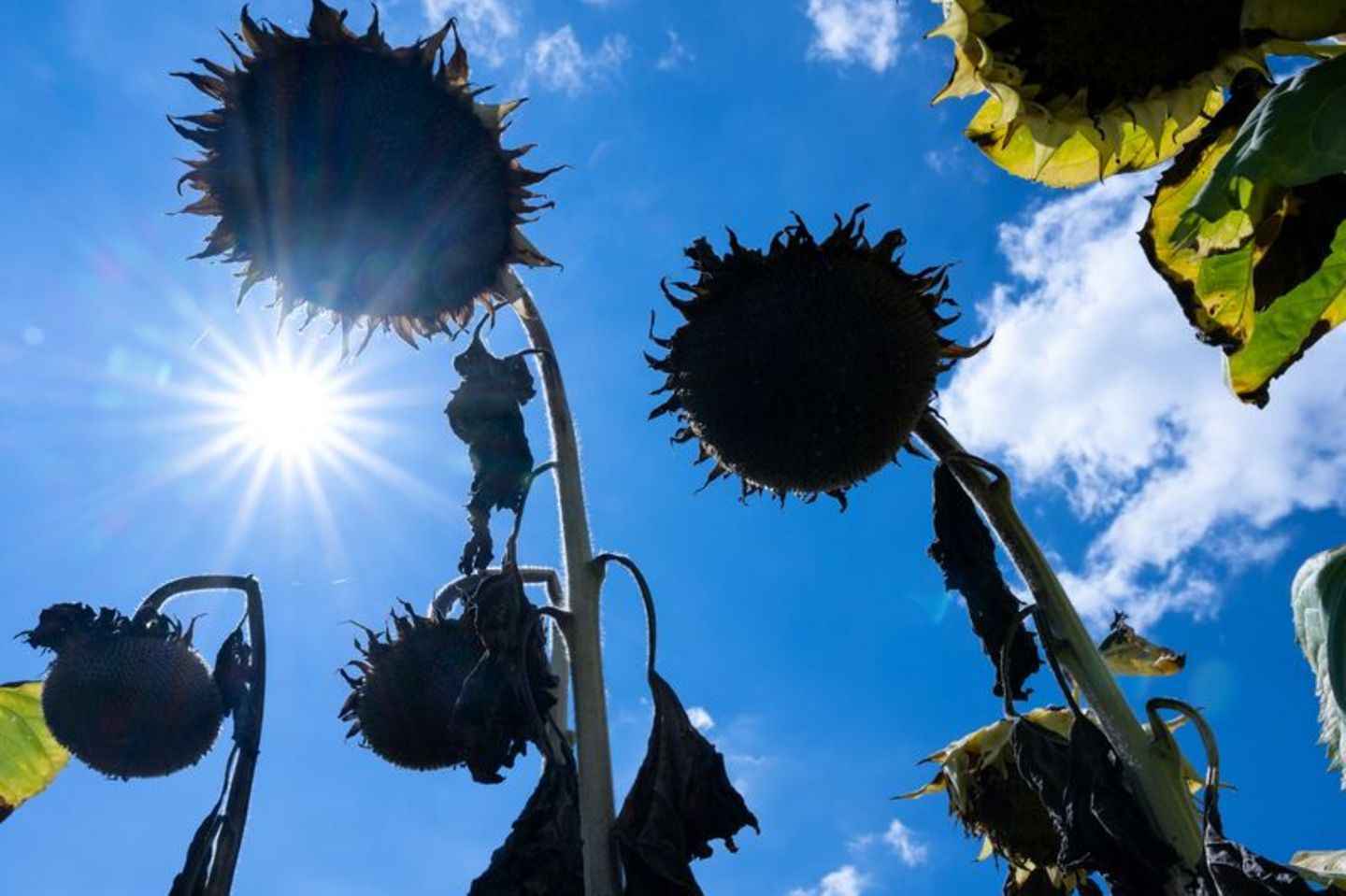 Völlig ausgetrocknet: Sonnenblumen in der Sonne