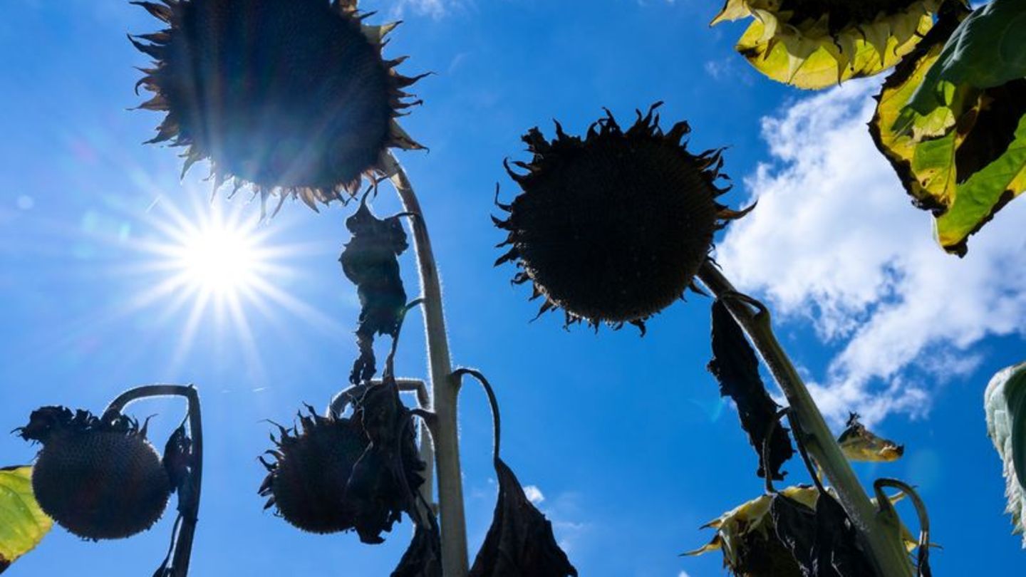 Völlig ausgetrocknet: Sonnenblumen in der Sonne