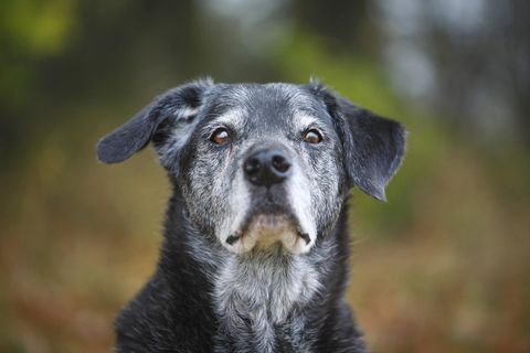Portrait eines 12-jaehrigen Retriever-Mischlingsrueden, Deutschland