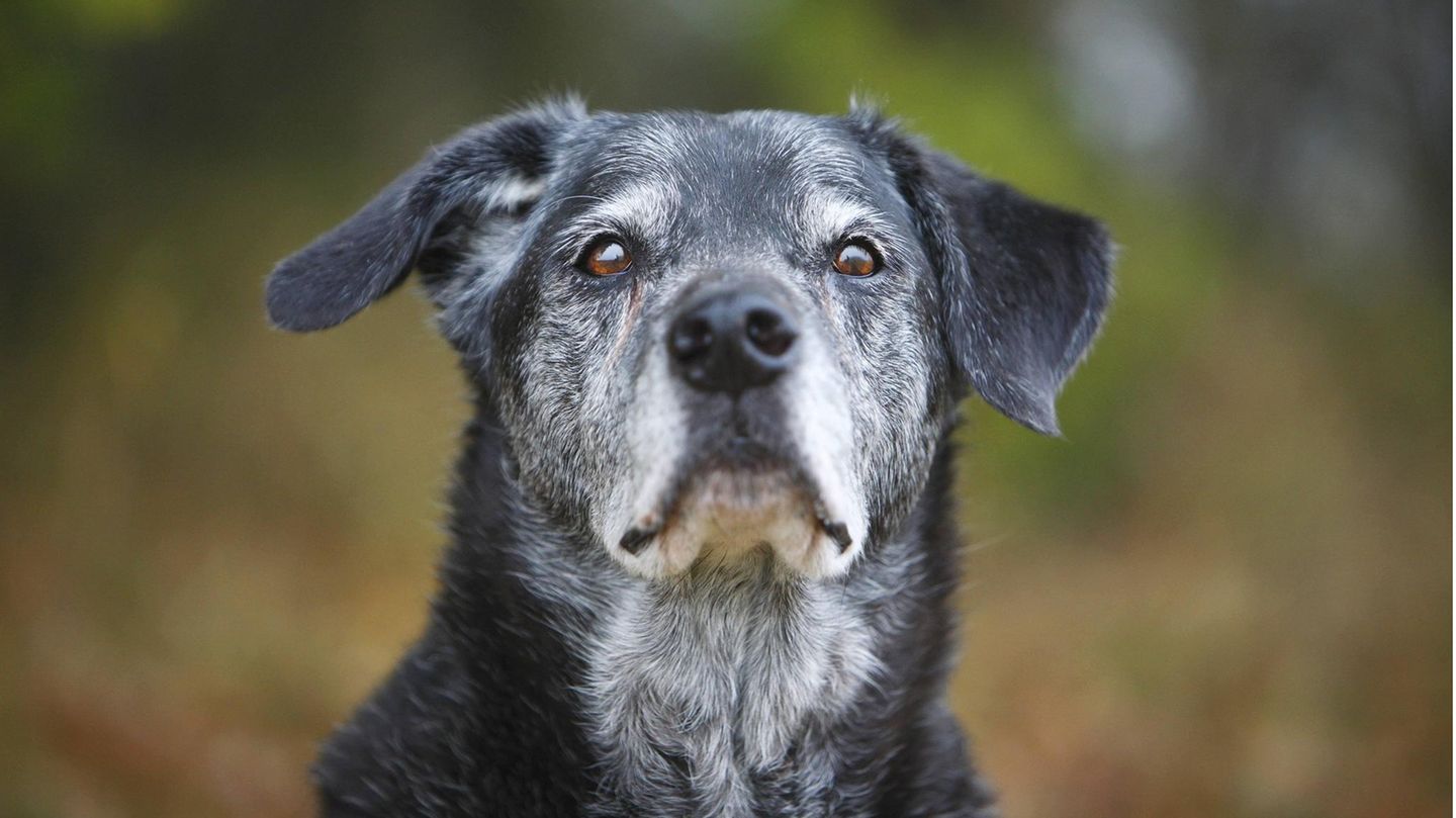 Portrait eines 12-jaehrigen Retriever-Mischlingsrueden, Deutschland