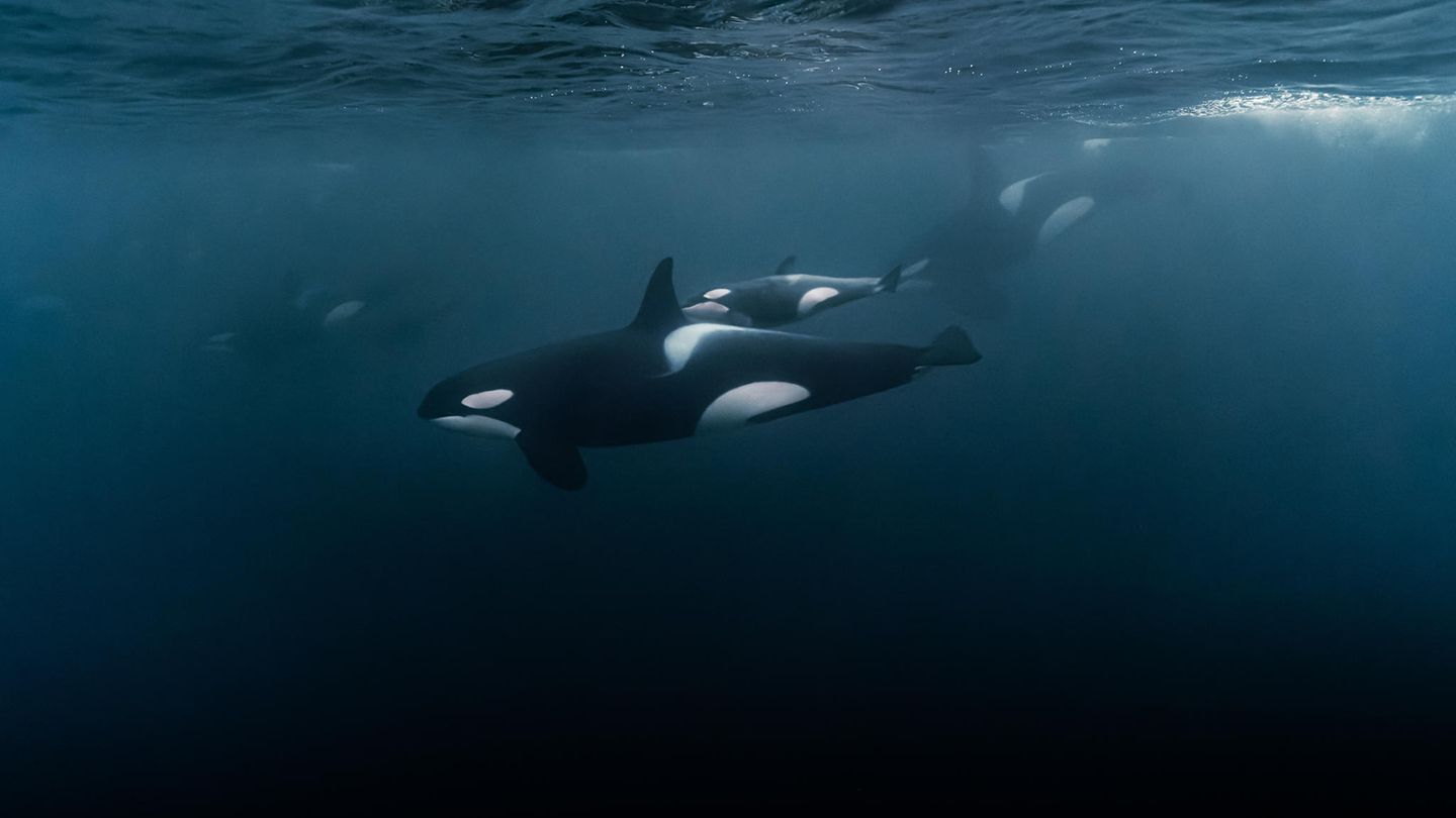 Orcas unter Wasser Orcas unter Wasser